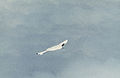 תמונה של התאונה של מטוס הניסוי XB-70 השני ב-8 ביוני 1968 רגעים לאחר שמטוס ה-F-104 התנגש בו והרס את שני הגאי הכיוון של המטוס. לאחר כמה רגעים של טיסה ישרה ואופקית התערערה יציבותו של המטוס והוא נקלע לתוך סחרור הפוך.