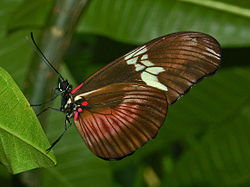 Nymphalidae - Heliconius hortense. 
 JPG