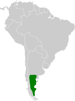 Distribución geográfica de la bandurrita patagona.