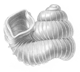 Desenho da concha de um Opisthostoma goniostoma
