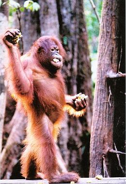 Orangután (Pongo pygmaeus)