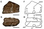 Miniatura para Draigwenia