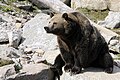 Grizzlybär (Ursus arctos horribilis)