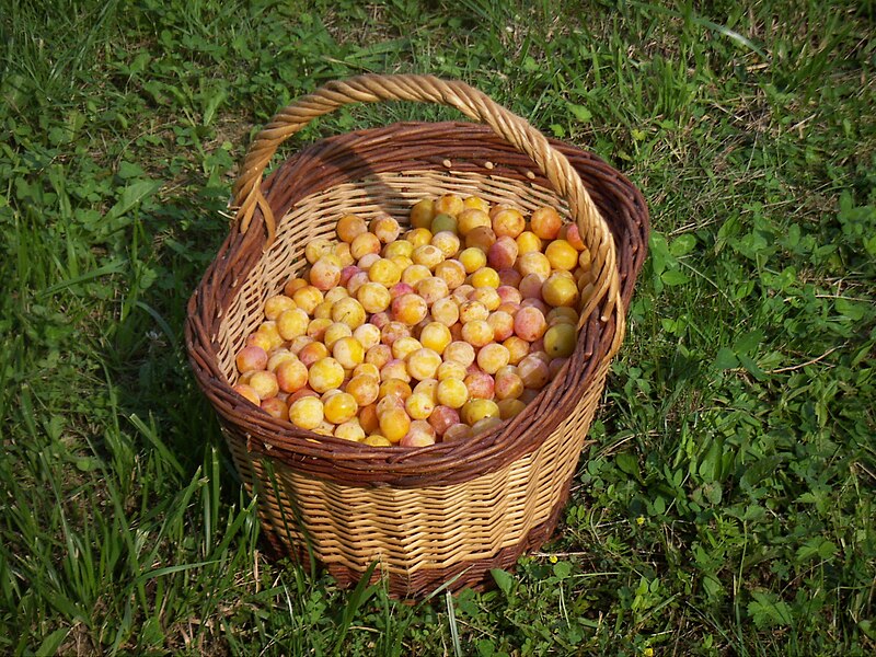 Panier de mirabelles.JPG