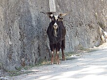 Un bouc galicien marron foncé