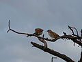 Graukopfsperling Grey-headed Sparrow