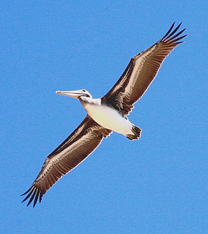A Brown Pelican in flight, seen from underneat...