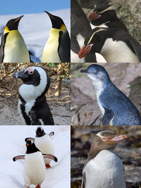 1-й ряд: императорские пингвины, снэрские хохлатые пингвины; 2-й ряд: очковый пингвин, малый пингвин; 3-й ряд: субантарктические пингвины, желтоглазый пингвин