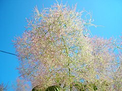 Inflorescence du cotinus.