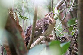 Pheasant Cuckoo.jpg