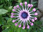 Osteospermum «Pink Whirl»