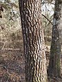 モミハダマツPinus glabraの樹皮