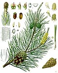 Pinus sylvestris — Сосна обыкновенная