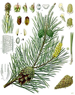 Sjüürentwiig (Pinus sylvestris)