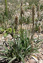 Miniatura para Plantago ovata