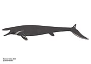 Plesiotylosaurus crassidens