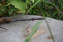 Exemplar mit dunkelblauem Schwanz und deutlichen Längsstreifen auf der Izu-Halbinsel bei Susono