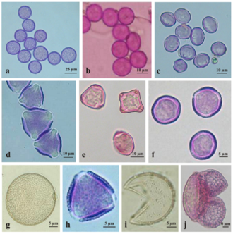 Pollen grains observed in aeroplankton
of South Europe Pollen grains observed in aeroplankton of South Europe.png