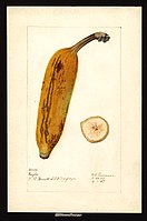 Image of the Ingles variety of bananas (scientific name: Musa), with this specimen originating in Puerto Rico, United States. (1907)