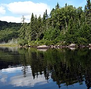 Мішані ліси Квебеку