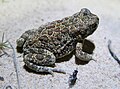 Fenoulhet's toad