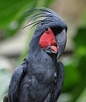 Closeup of head of black-plumaged cockatoo with bare red skin on its face. It has a large beak, which is open with its tongue visible.