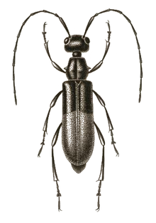 Pseudocephalus monstrosus