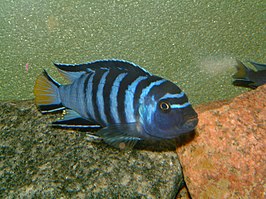 Pseudotropheus elongatus