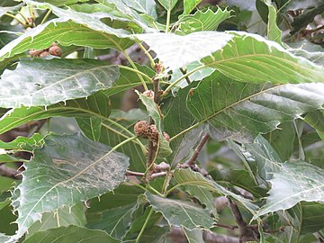 Quercus uxoris (Q5463345)