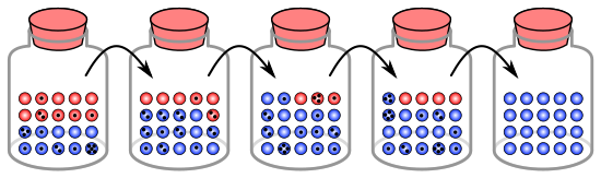 In this simulation, each black dot on a marble signifies that it has been chosen for copying (reproduction) one time. Fixation in the blue "allele" occurs within five generations. Random sampling genetic drift.svg