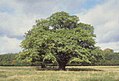 Sebuah pedunculate oak di Denmark