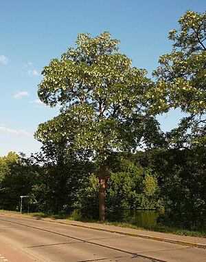 Robinia pseudoacacia. Photo taken in Belgium