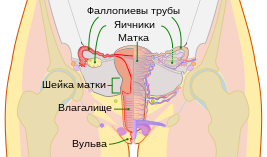 Scheme female reproductive system-ru.svg