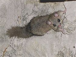 Siebenschlaefer glis glis.jpg