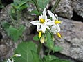 Solanum chenopodioides - Blüte