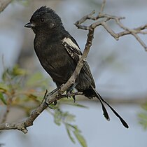 Sambesi-Rußmeise (Melaniparus niger): eine Art des südlichen Afrikas.