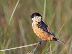 Description de l'image Sporophila nigrorufa - Black-and-tawny Seedeater (male); Vila Bela da Santíssima Trindade, Mato Grosso, Brazil.jpg.