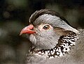 Close-up of Barbary partridge