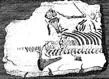 First published plesiosaur skeleton, 1719 (specimen NHMUK PV R.1330) Stukely plesiosaur.jpg