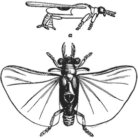 Stylops childreni, самец