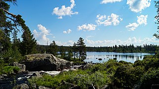 Herbes et forêt près des rapides de la Storån avant son entrée dans un petit lac.