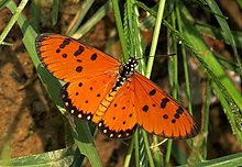 Tawny Coster (Acraea terpsicore), Cambodia.jpg