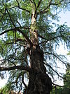 Taxodium mucronatum 01 by Line1.jpg