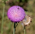 Bee on a thistle (Carduus nutans)