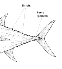 Tuna - Wikipedia