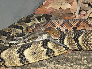 English: Timber Rattlesnake (Crotalus horridus...