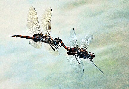 Tramea limbata (ഇണകൾ)