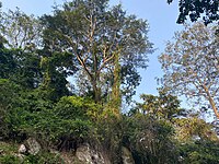 Trees around Obosomase Waterfall