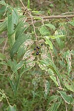 Miniatura para Trema tomentosa var. viridis