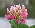 Клевер гибридный (Trifolium hybridum)